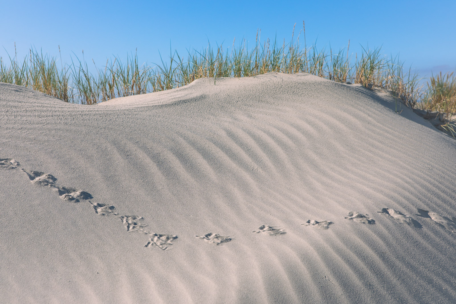 Strandlandschaft